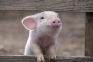 Картинки по запросу поросята | Cute pigs, Cute animals, Baby pigs